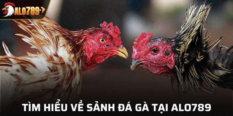 Tìm hiểu sơ lược về sảnh đá gà tại ALO789
