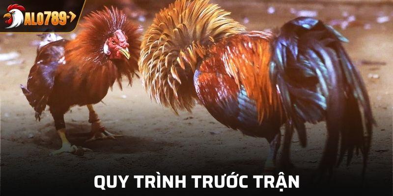 Chuẩn bị trước trận đấu đá gà cựa sắt