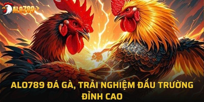 Alo789 đá gà